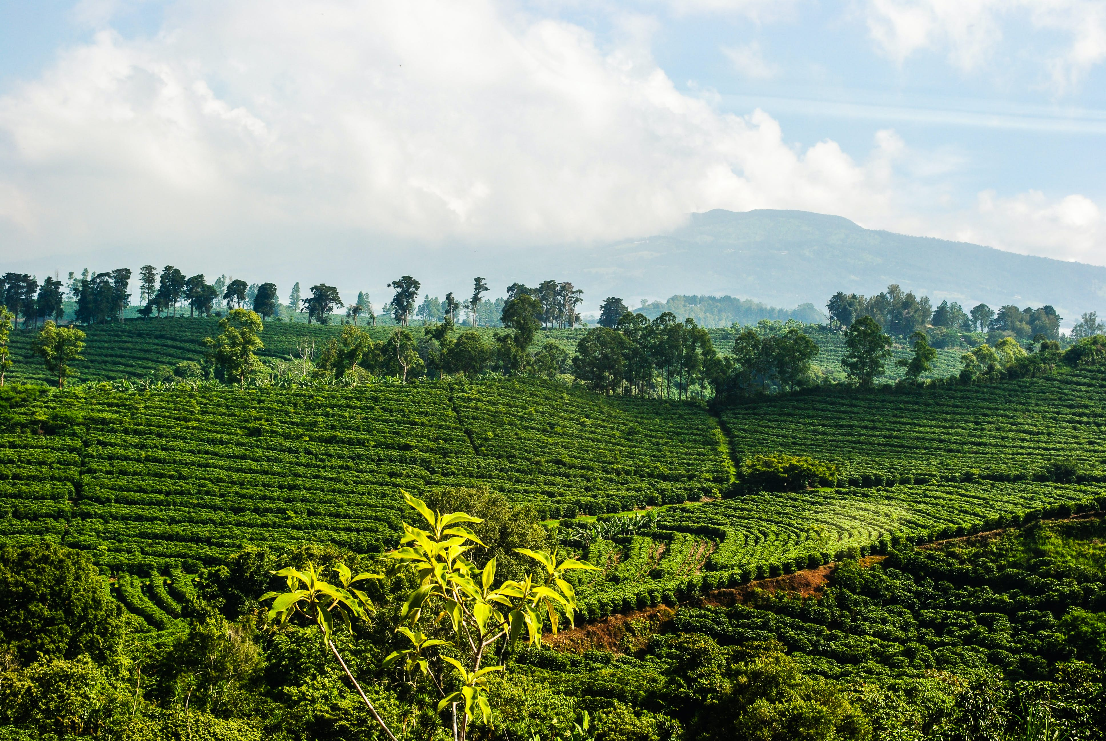 Coffee field